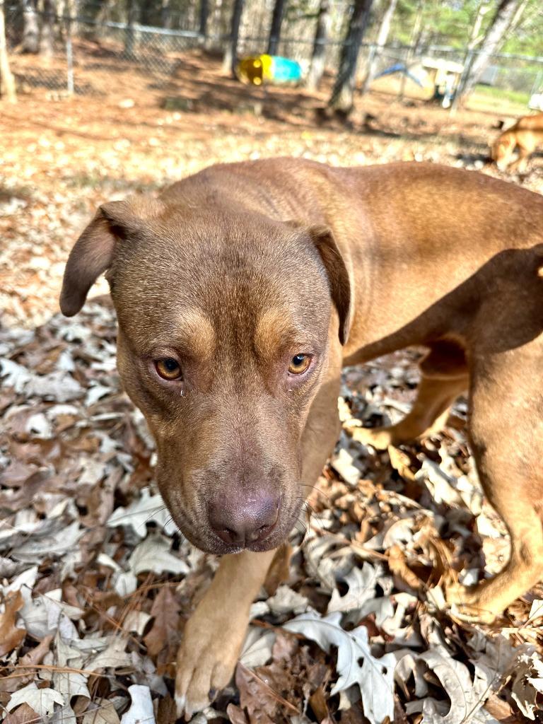 Coyote IN FOSTER, Adoptable, Young Male Mixed Breed.