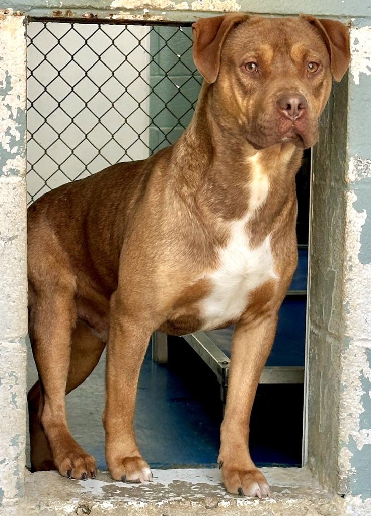 Coyote IN FOSTER, a Adoptable Mixed Breed in Danielsville, GA image 3/4