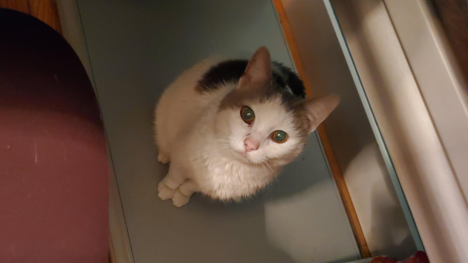 olga, ADOPTABLE, Senior Female Domestic Short Hair.