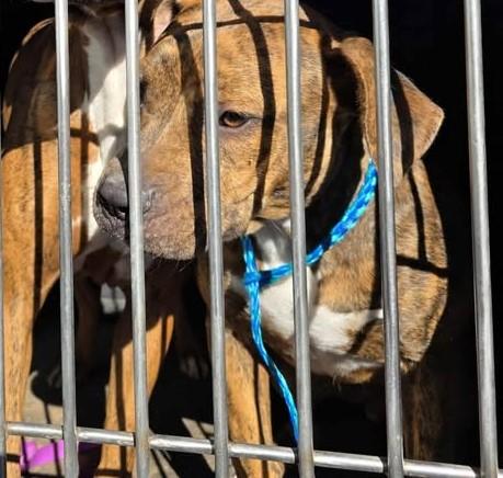 Enlarge Link, an adopted Pit Bull Terrier in Redding, CA image 1/1