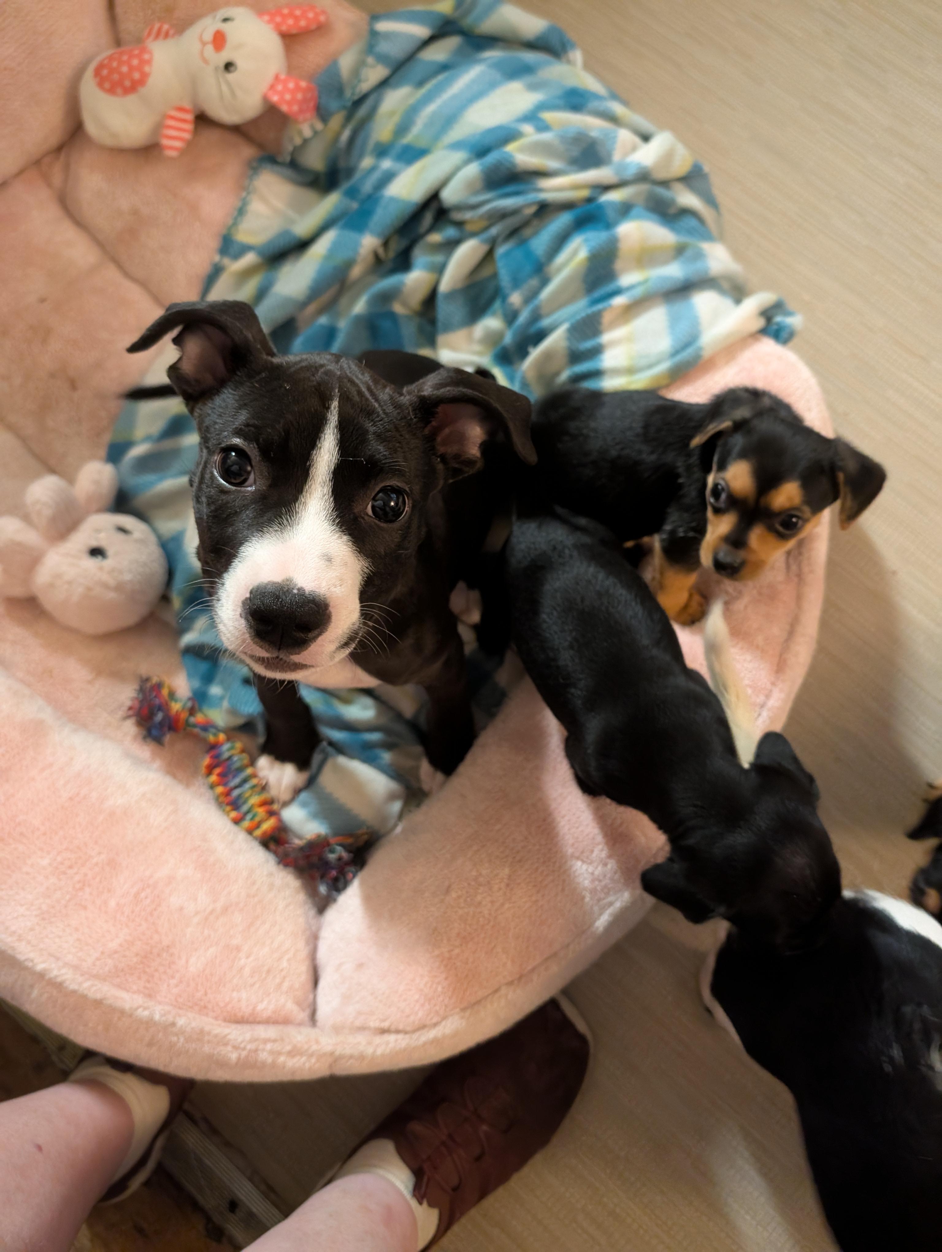 FRANKIE, an adopted mixed breed in Browns Mills, NJ image 2/2