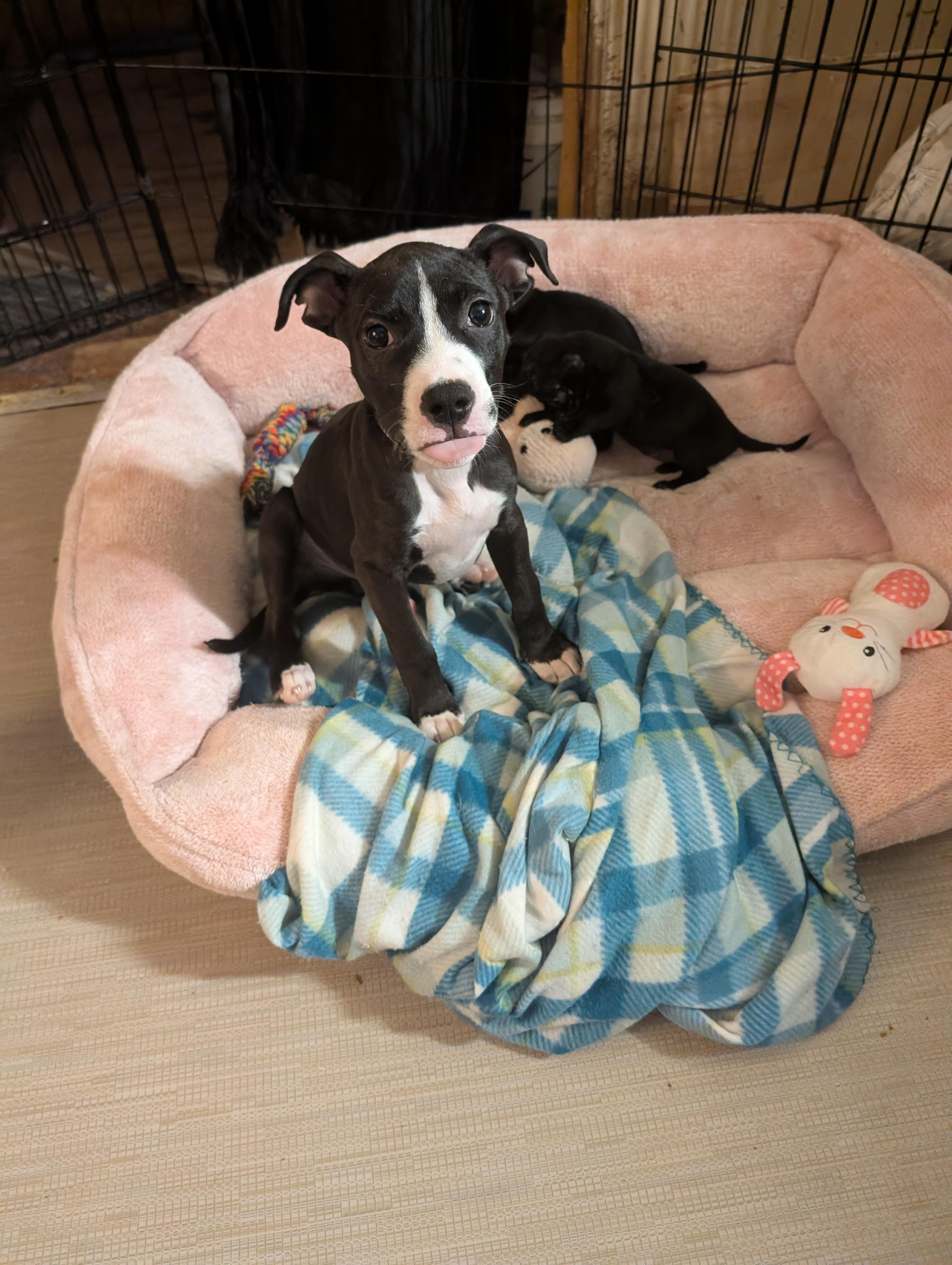 FRANKIE, ADOPTABLE, Puppy Male Pit Bull Terrier.