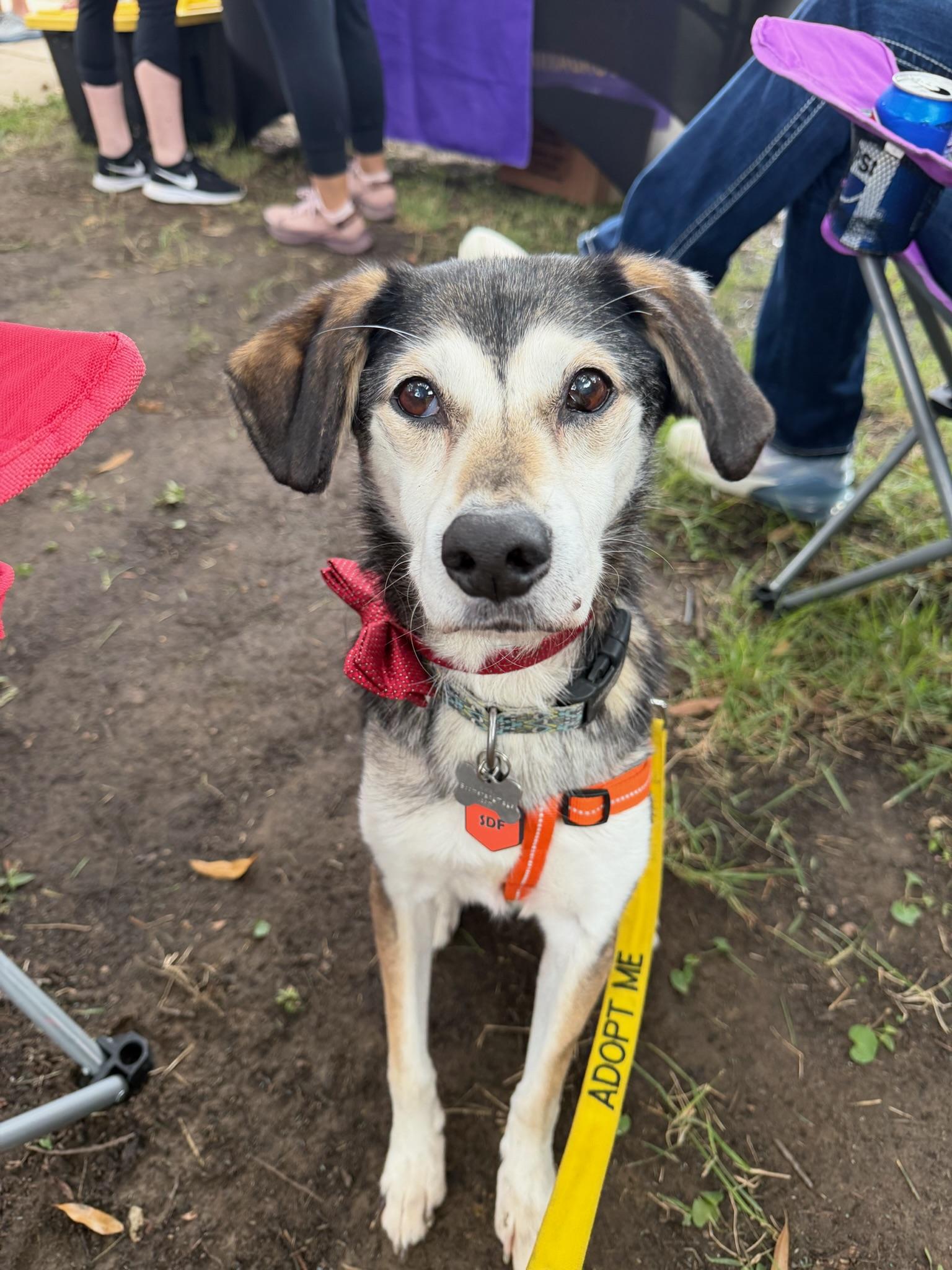 Felix, Adoptable, Adult Male Mixed Breed.