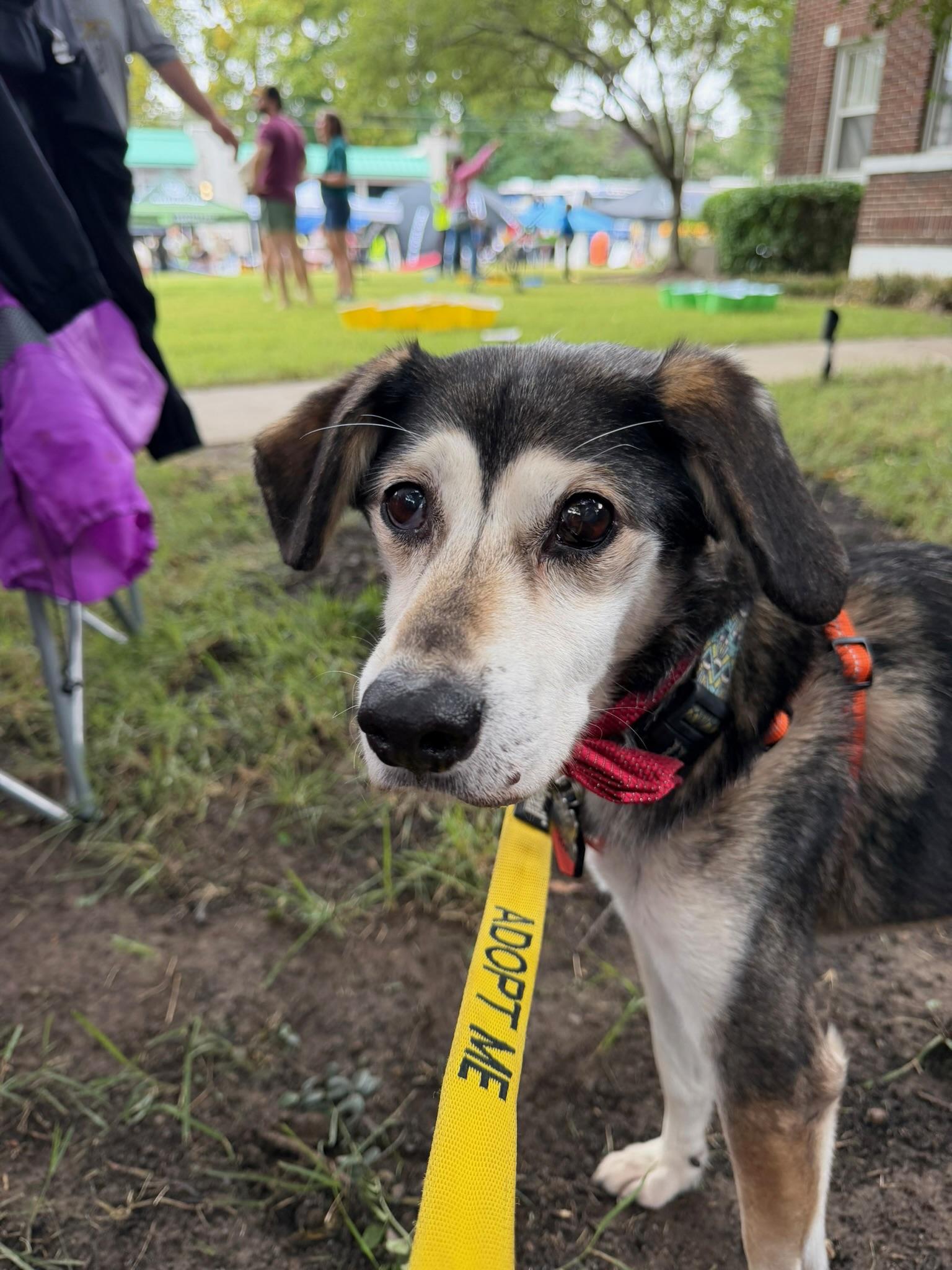 Enlarge Felix, a Adoptable Mixed Breed in Memphis, TN image 2/6