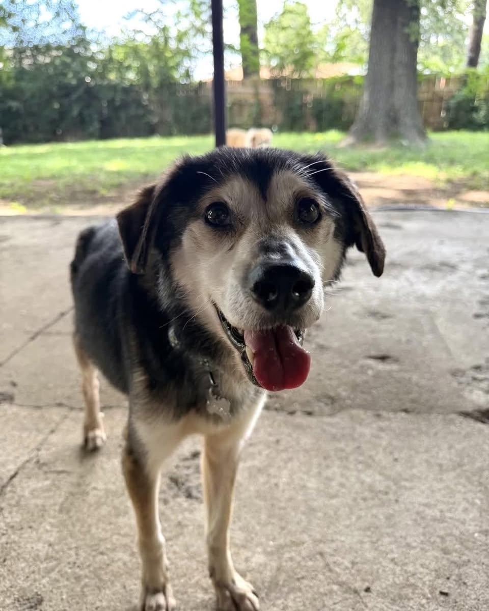 Felix, a ADOPTABLE Mixed Breed in Memphis, TN image 1/5
