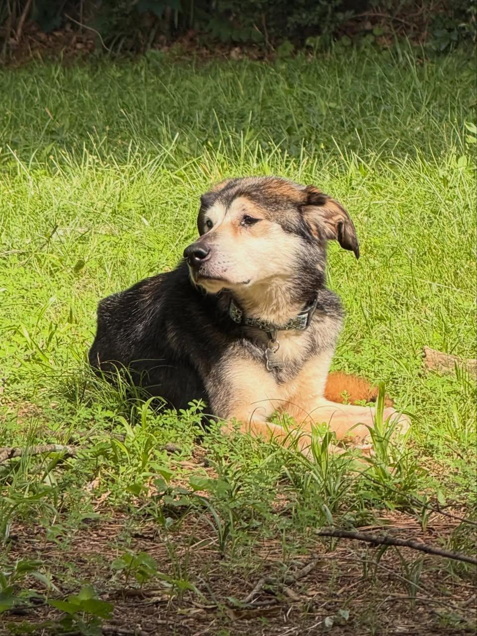 Felix, a ADOPTABLE Mixed Breed in Memphis, TN image 3/5