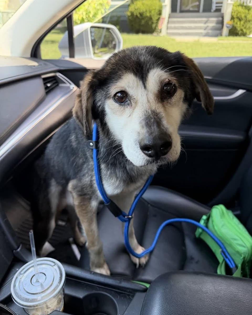 Felix, a ADOPTABLE Mixed Breed in Memphis, TN image 2/5