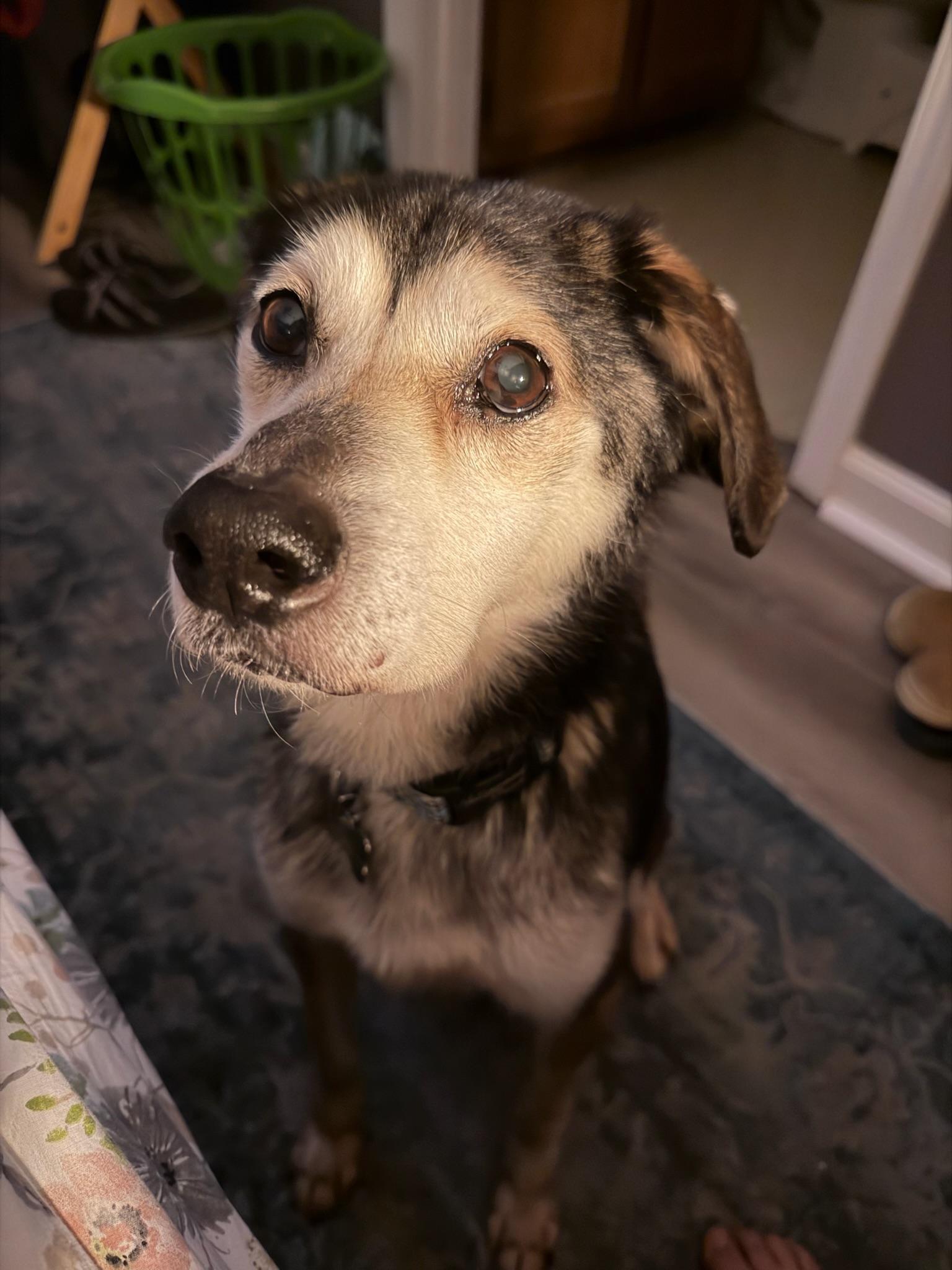 Felix, a ADOPTABLE Mixed Breed in Memphis, TN image 4/5