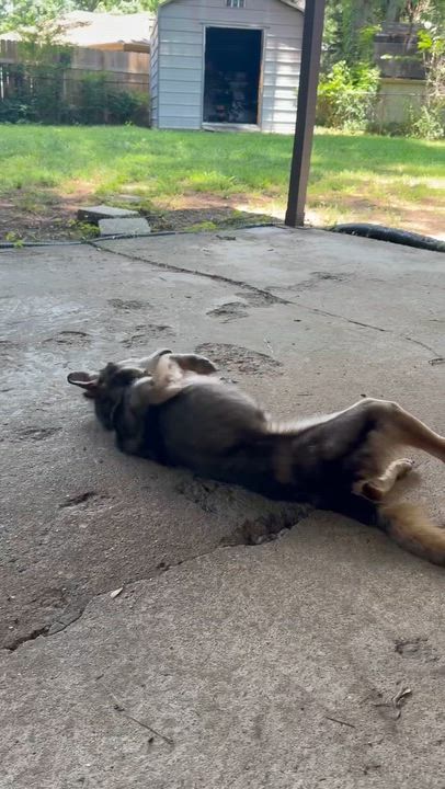 Enlarge Felix, a ADOPTABLE Mixed Breed in Memphis, TN video 5/5