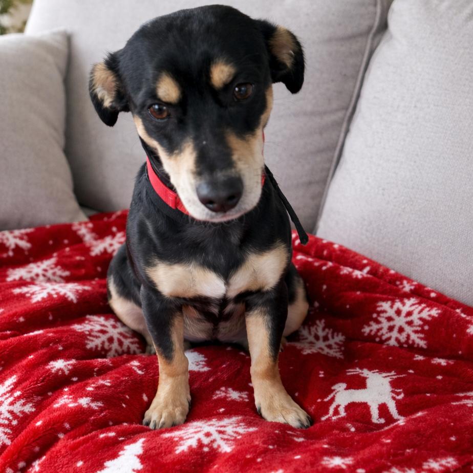 Enlarge Wayne, a Adoptable mixed breed in Kansas City, MO image 3/3