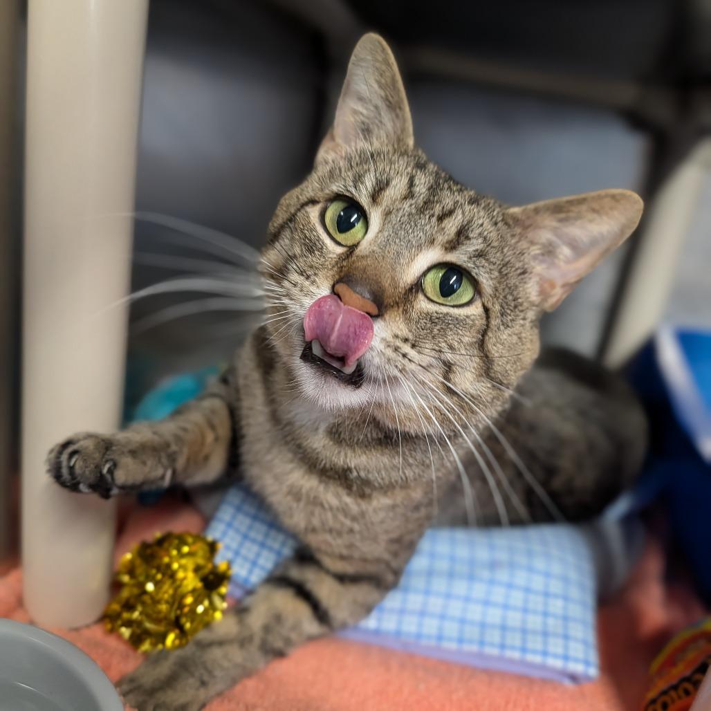 Yaya, an adopted Domestic Short Hair in Cape Girardeau, MO image 3/3