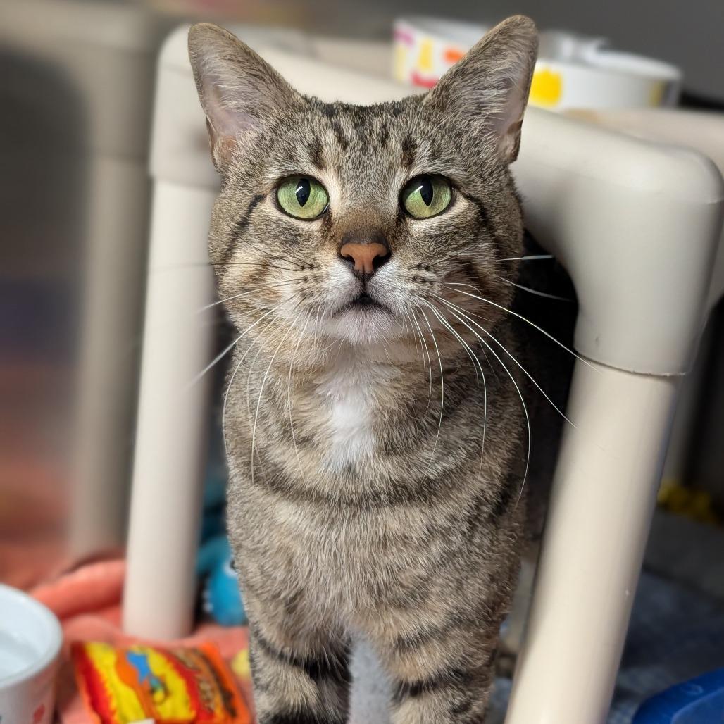 Yaya, adopted, Adult Male Domestic Short Hair.