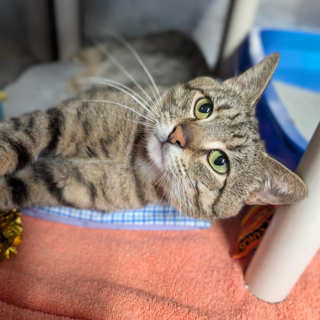Yaya, an adopted Domestic Short Hair in Cape Girardeau, MO image 2/3