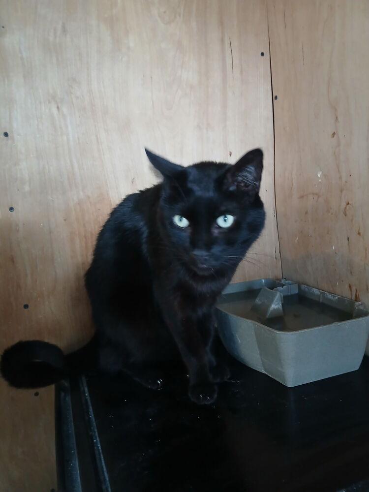 Enlarge Count Chocula, a Adoptable Domestic Short Hair in Thatcher, AZ image 1/3