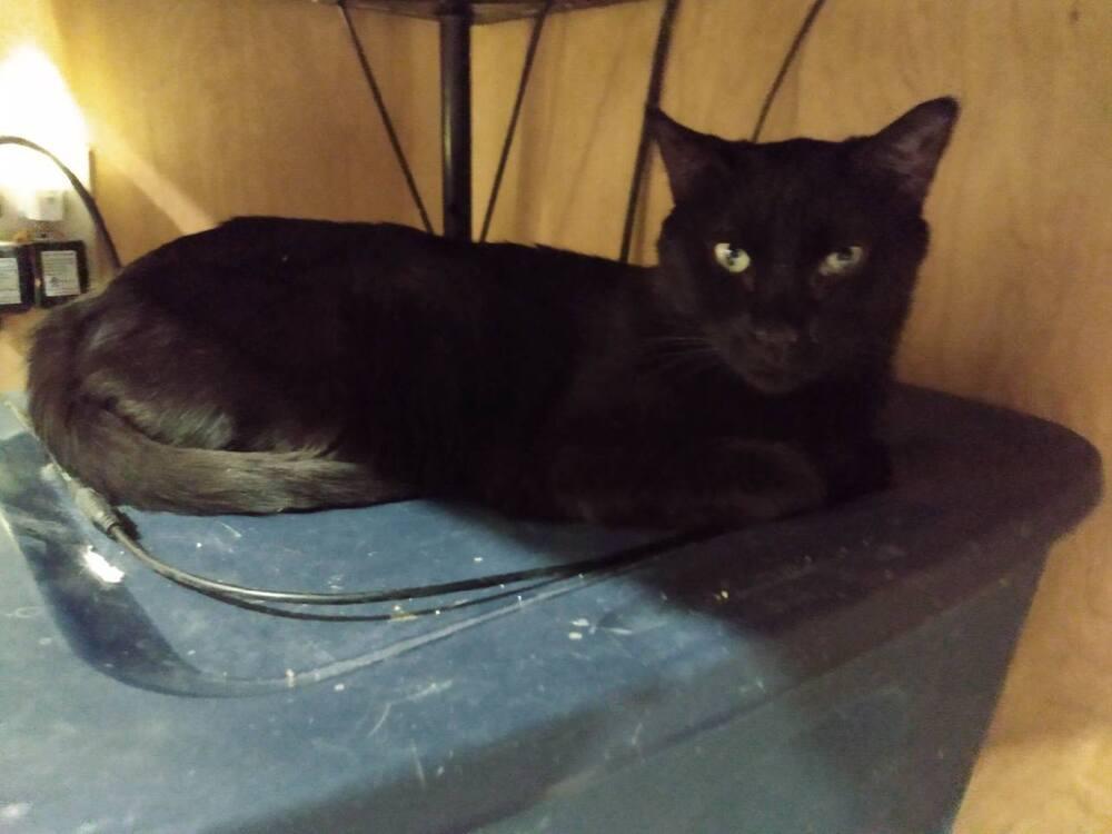 Enlarge Count Chocula, a Adoptable Domestic Short Hair in Thatcher, AZ image 2/3