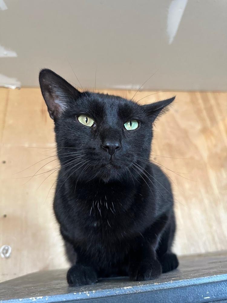 Enlarge Count Chocula, a Adoptable Domestic Short Hair in Thatcher, AZ image 3/3