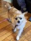 Enlarge Baby, a ADOPTABLE mixed breed in Sudbury, MA image 2/2