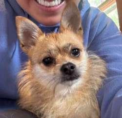 Enlarge Baby, a ADOPTABLE mixed breed in Sudbury, MA image 1/2