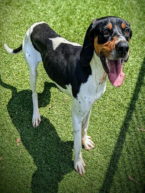 ROGER, Adoptable, Adult Male Treeing Walker Coonhound.