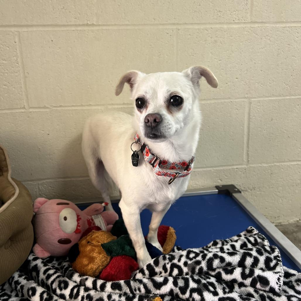 Luna, Adoptable, Senior Female Chihuahua.