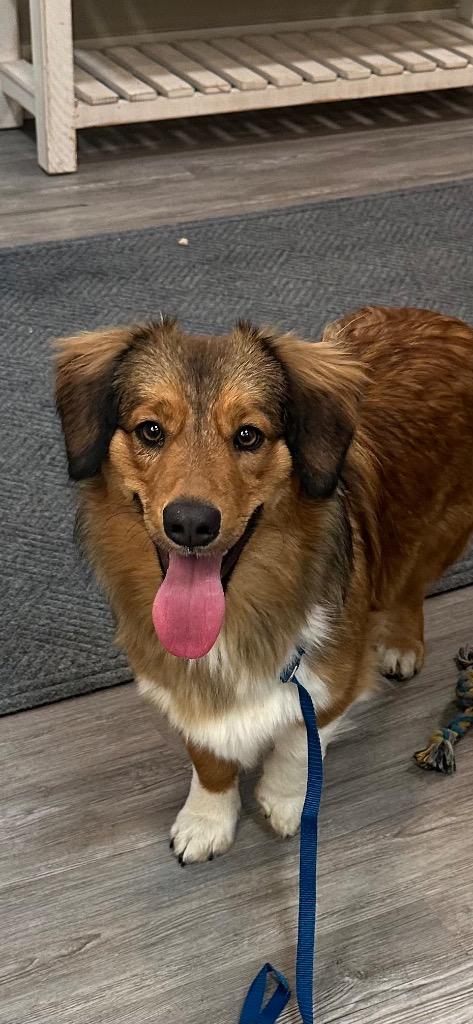 Fuzzy, Adoptable, Young Female Corgi & Australian Shepherd.