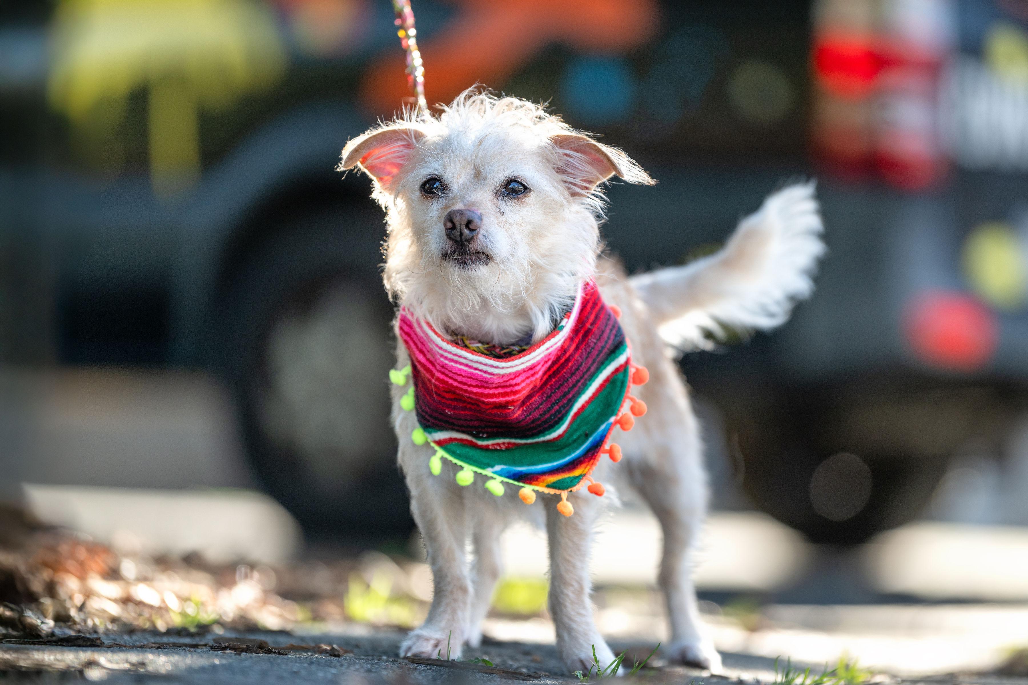 Enlarge Mango, a ADOPTABLE mixed breed in Santa Rosa, CA image 2/3