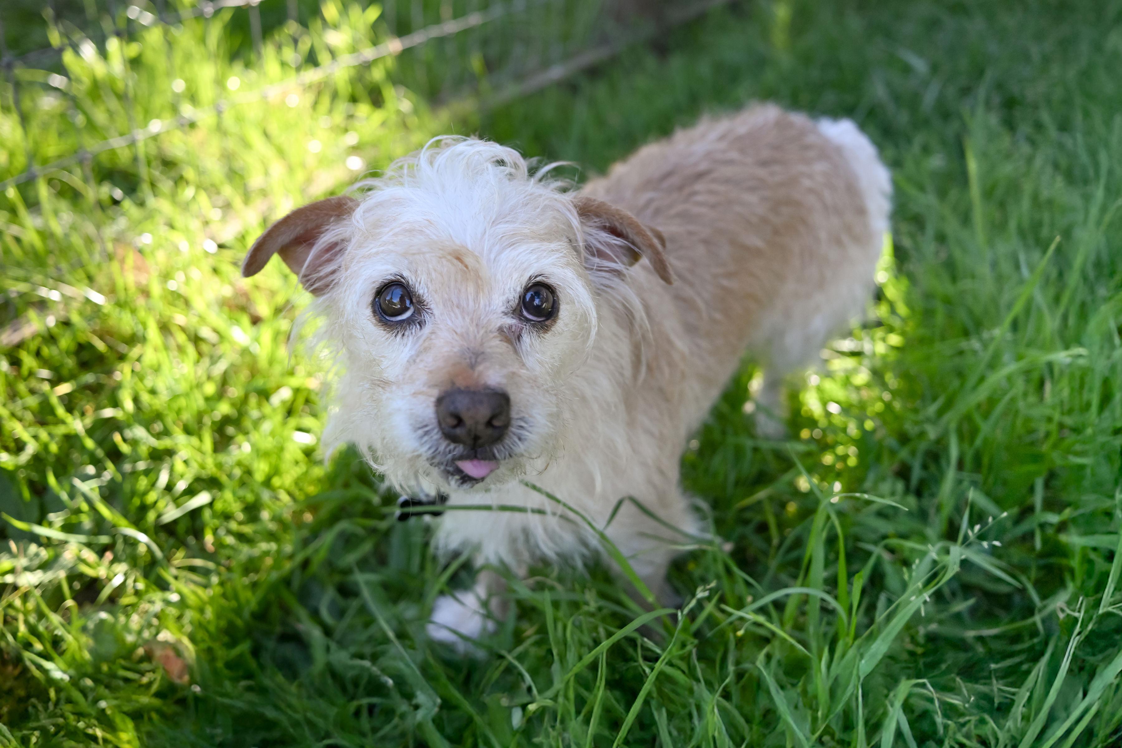 Mango, a ADOPTABLE mixed breed in Santa Rosa, CA image 6/6