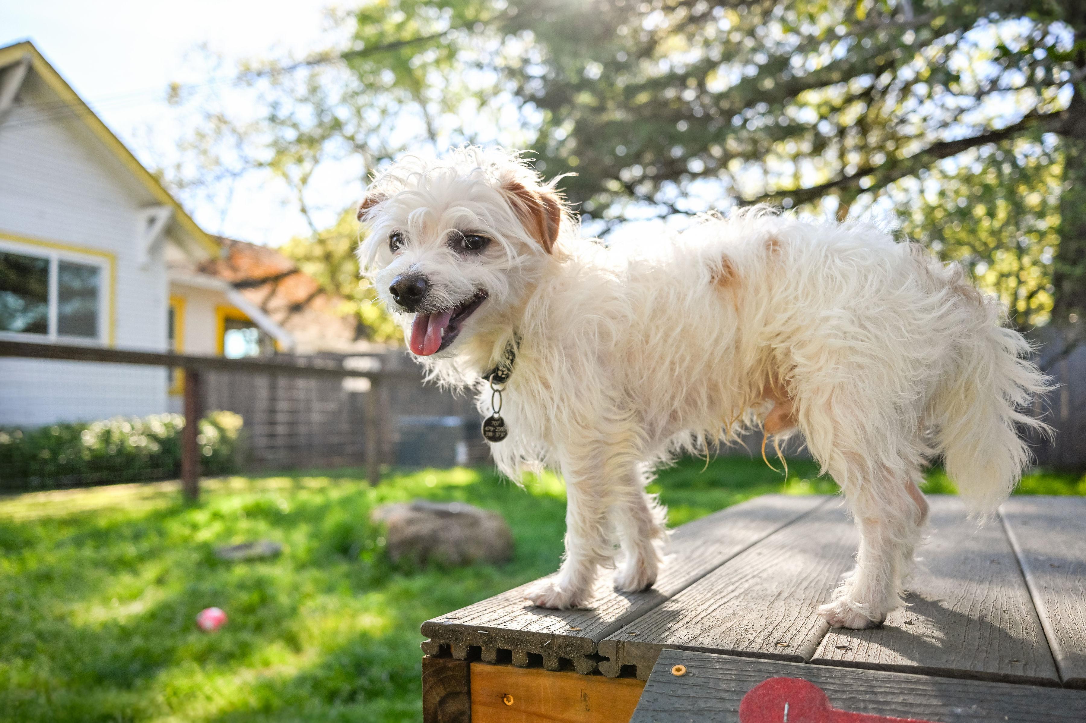 Mango, ADOPTABLE, Adult Female Terrier.