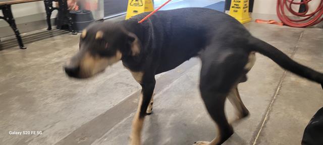 Enlarge BENTLEY, a Adoptable mixed breed in Panama City, FL image 1/1