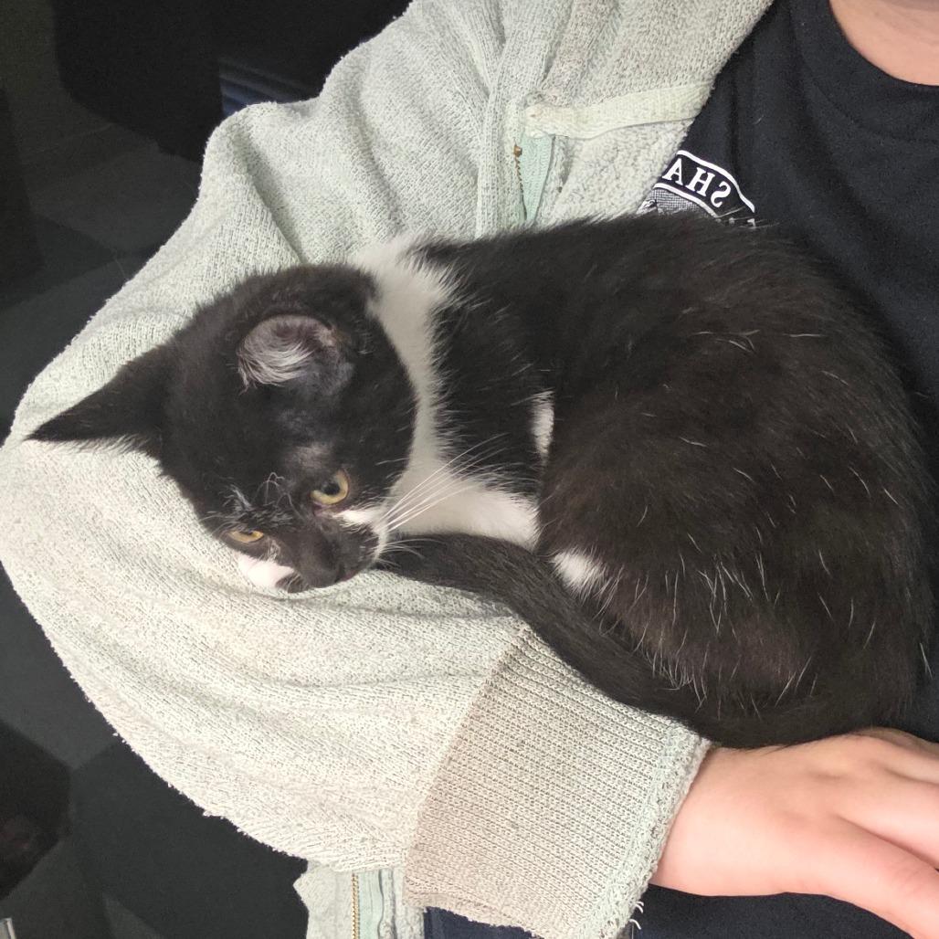 Neptune, Adoptable, Kitten Male Domestic Short Hair.