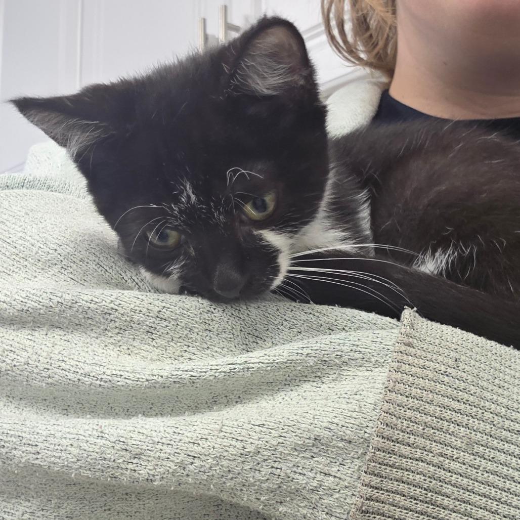 Enlarge Neptune, a Adoptable Domestic Short Hair in Mount Shasta, CA image 2/5