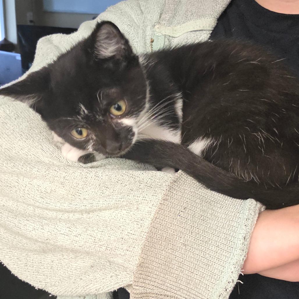 Enlarge Neptune, a Adoptable Domestic Short Hair in Mount Shasta, CA image 3/5