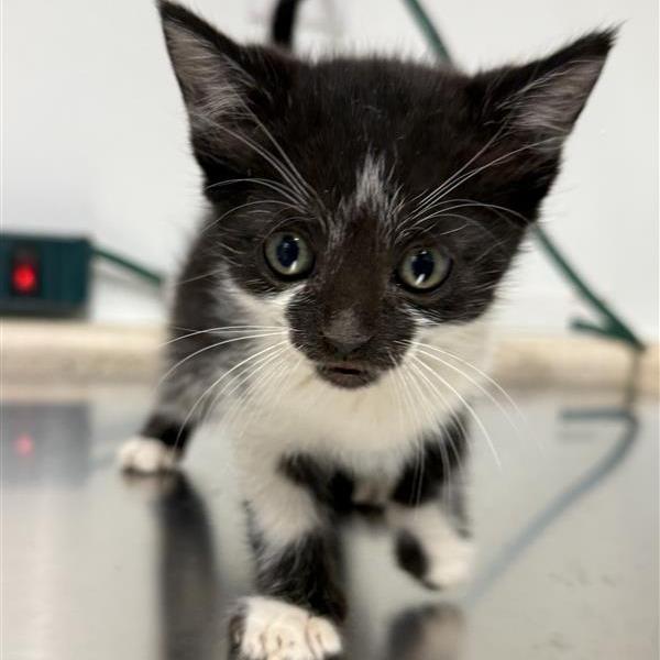 Enlarge Neptune, a Adoptable Domestic Short Hair in Mount Shasta, CA image 4/5
