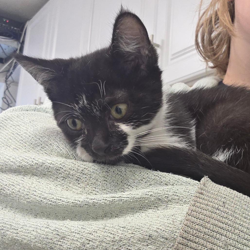 Enlarge Neptune, a Adoptable Domestic Short Hair in Mount Shasta, CA image 5/5