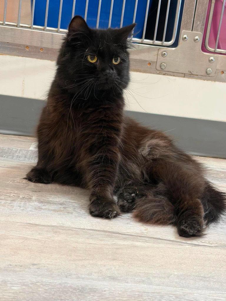 Enlarge Louie, a Adoptable Domestic Medium Hair in Saint George, UT image 1/1