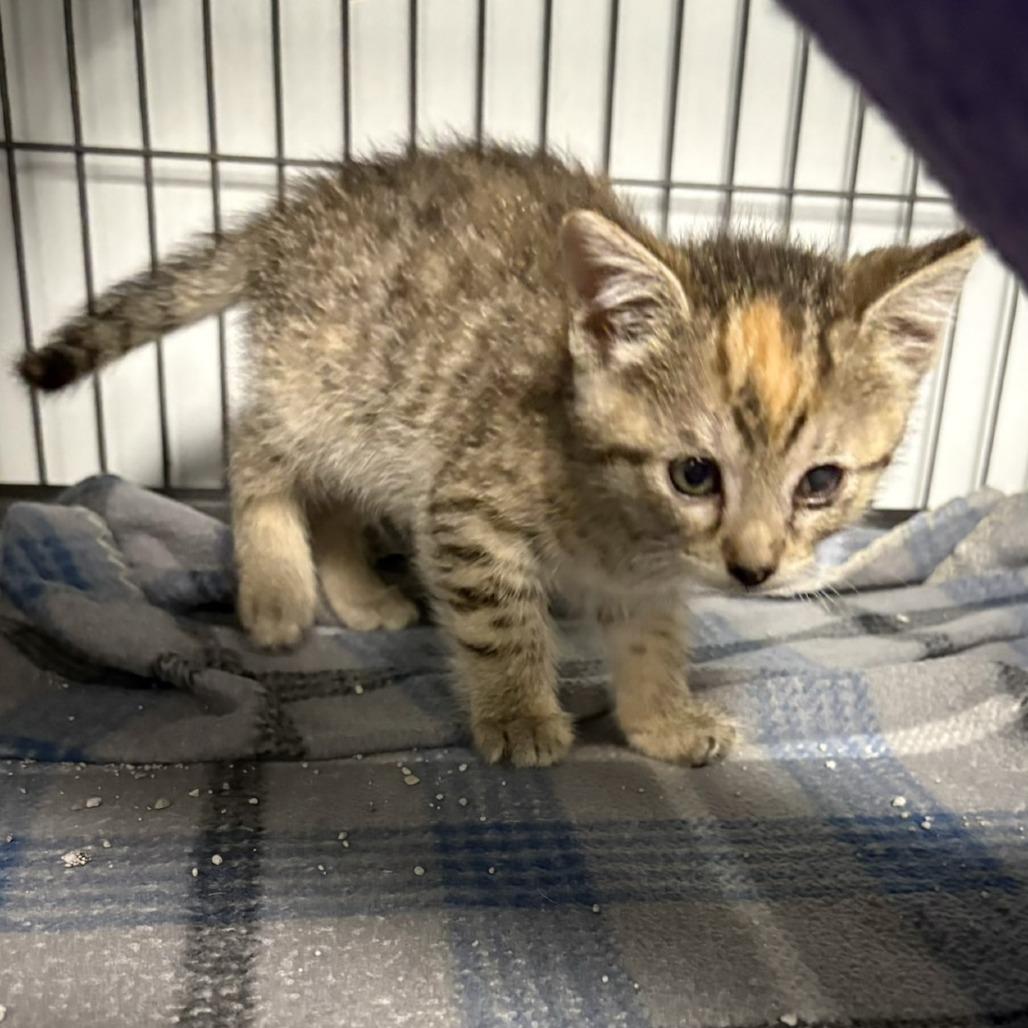 Enlarge Marigold (26-5136), a Adoptable Domestic Short Hair in Fort Smith, AR image 1/1