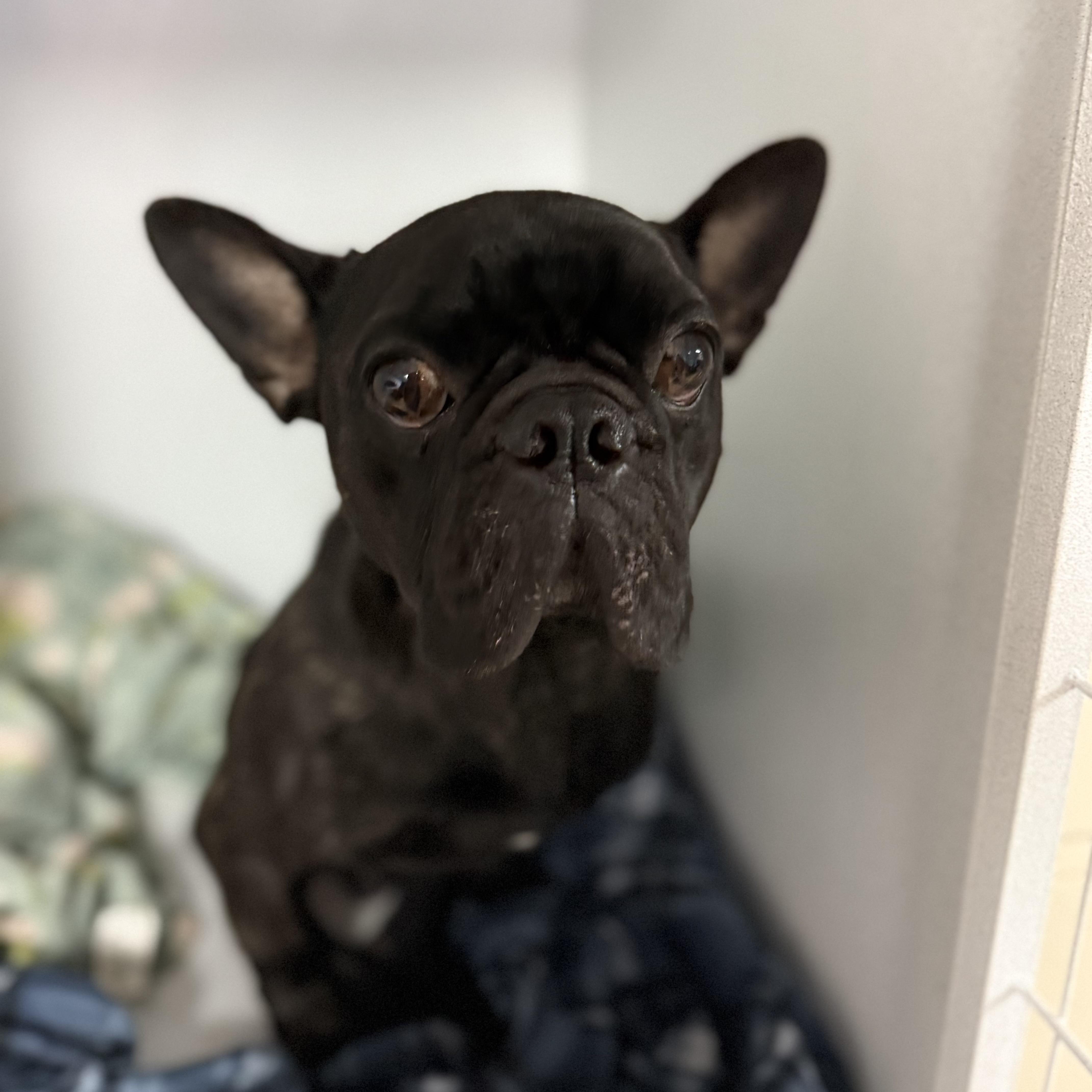 Ferguson — thumbnail 3