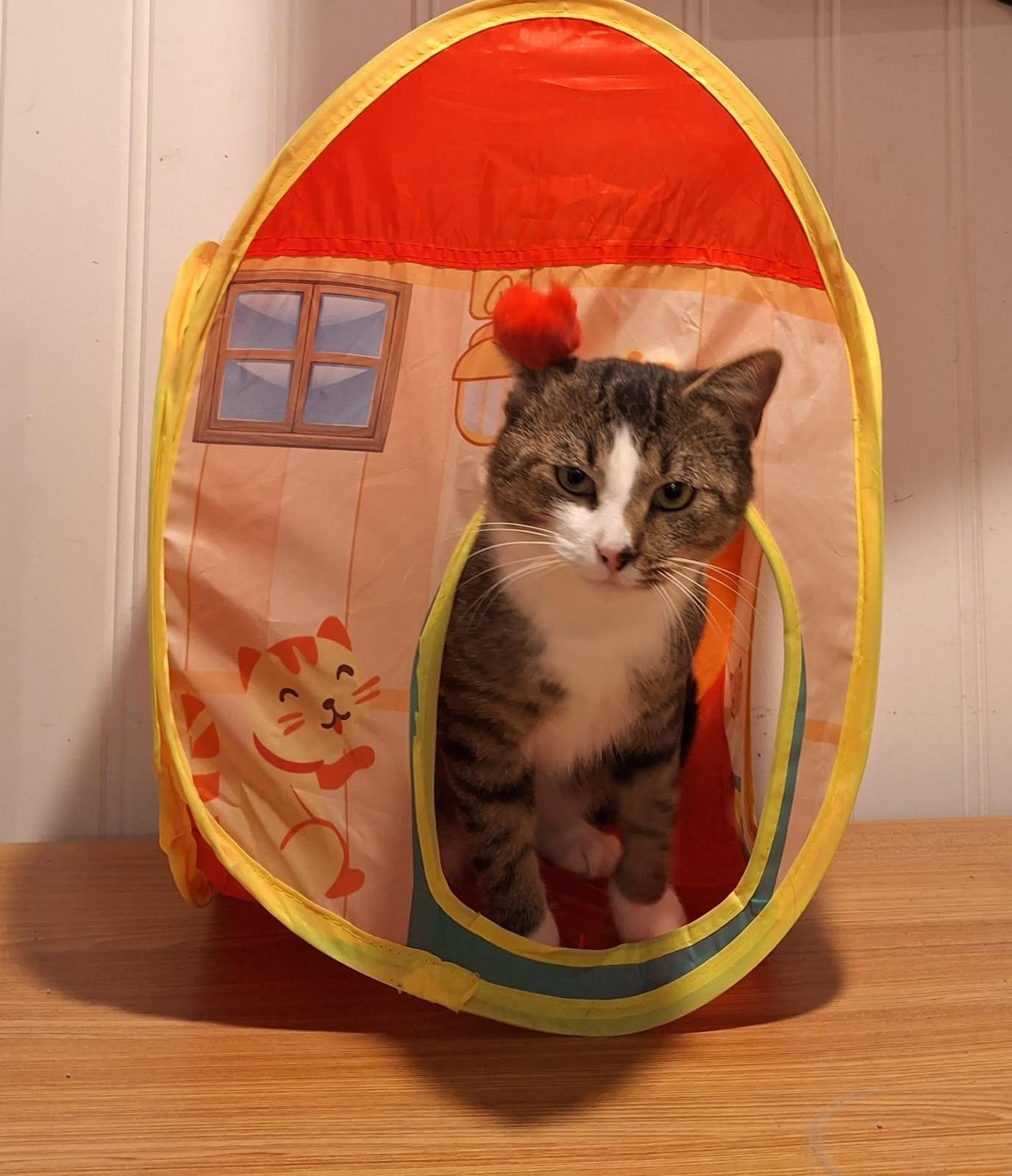 Meet Kent-Handsome, Sweet & Simply Wonderful, a Adoptable Tabby in Laurel, MD image 3/5
