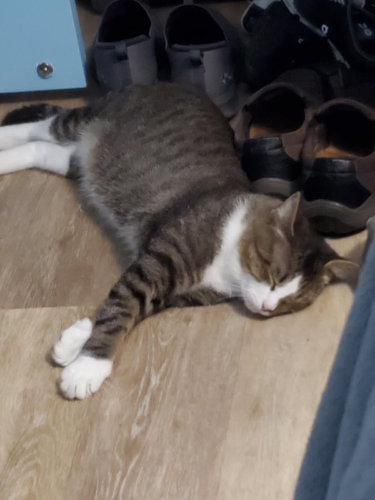 Meet Kent-Handsome, Sweet & Simply Wonderful, a Adoptable Tabby in Laurel, MD image 5/5