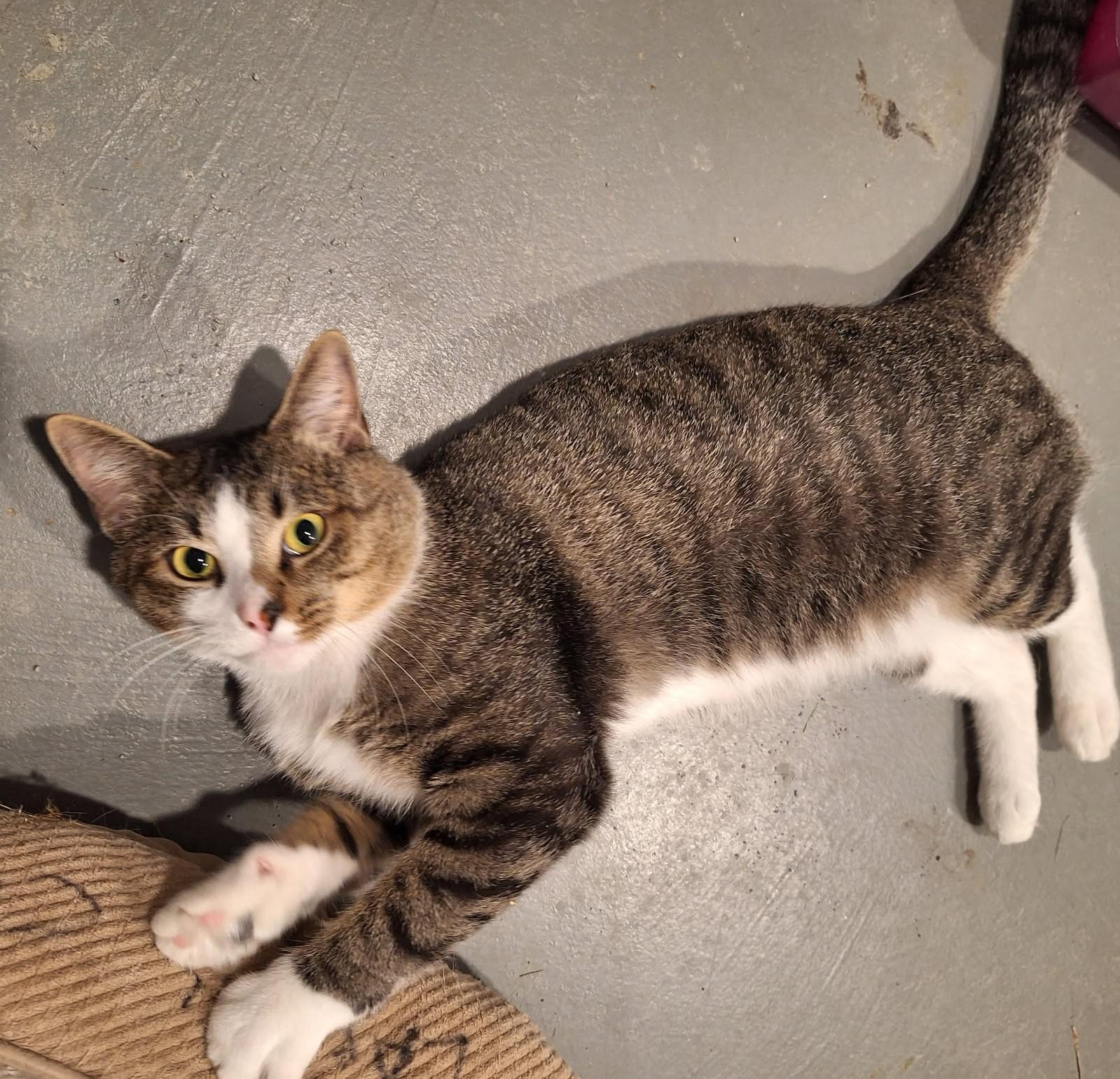Meet Kent-Handsome, Sweet & Simply Wonderful, a Adoptable Tabby in Laurel, MD image 4/5