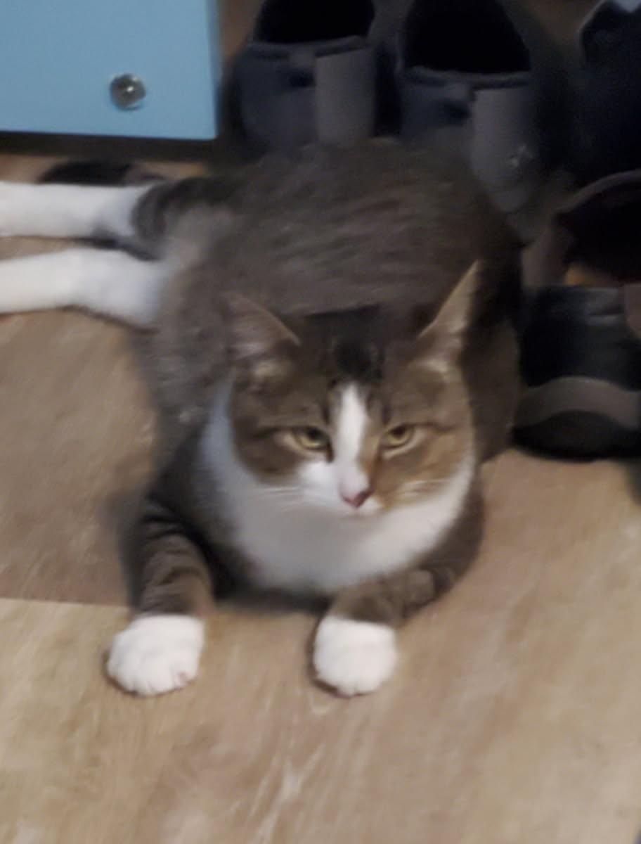 Meet Kent-Handsome, Sweet & Simply Wonderful, a Adoptable Tabby in Laurel, MD image 2/5
