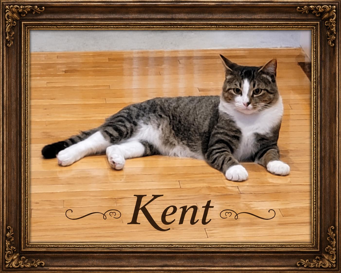 Meet Kent-Handsome, Sweet & Simply Wonderful, Adoptable, Young Male Tabby.