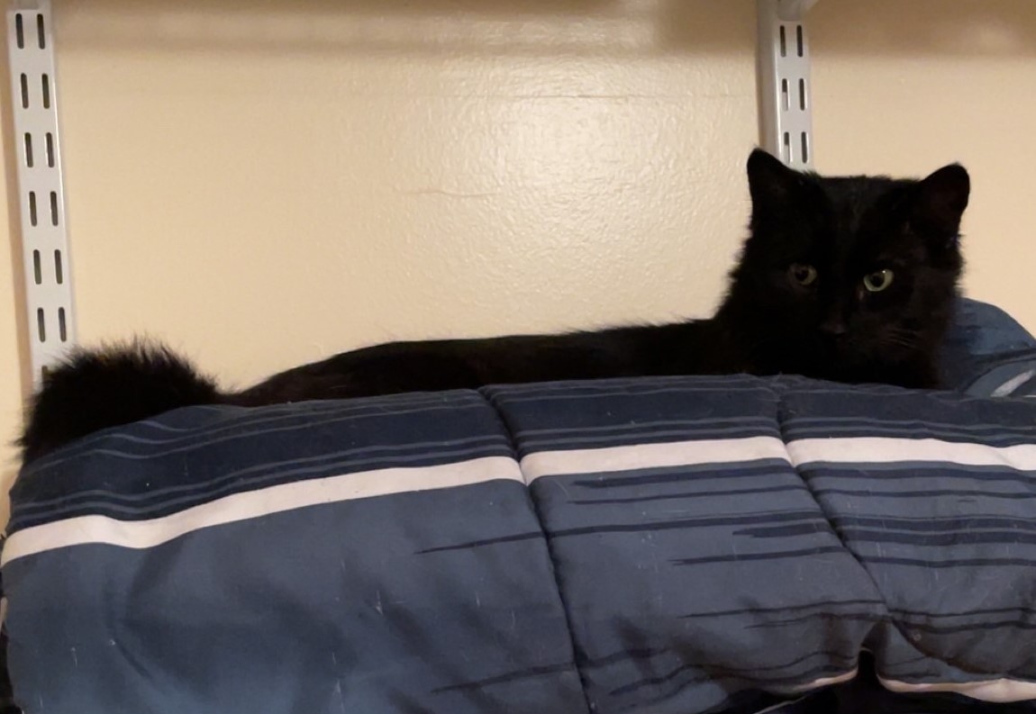 Enlarge Stella, a Adopted Domestic Medium Hair in Northumberland, PA image 4/5