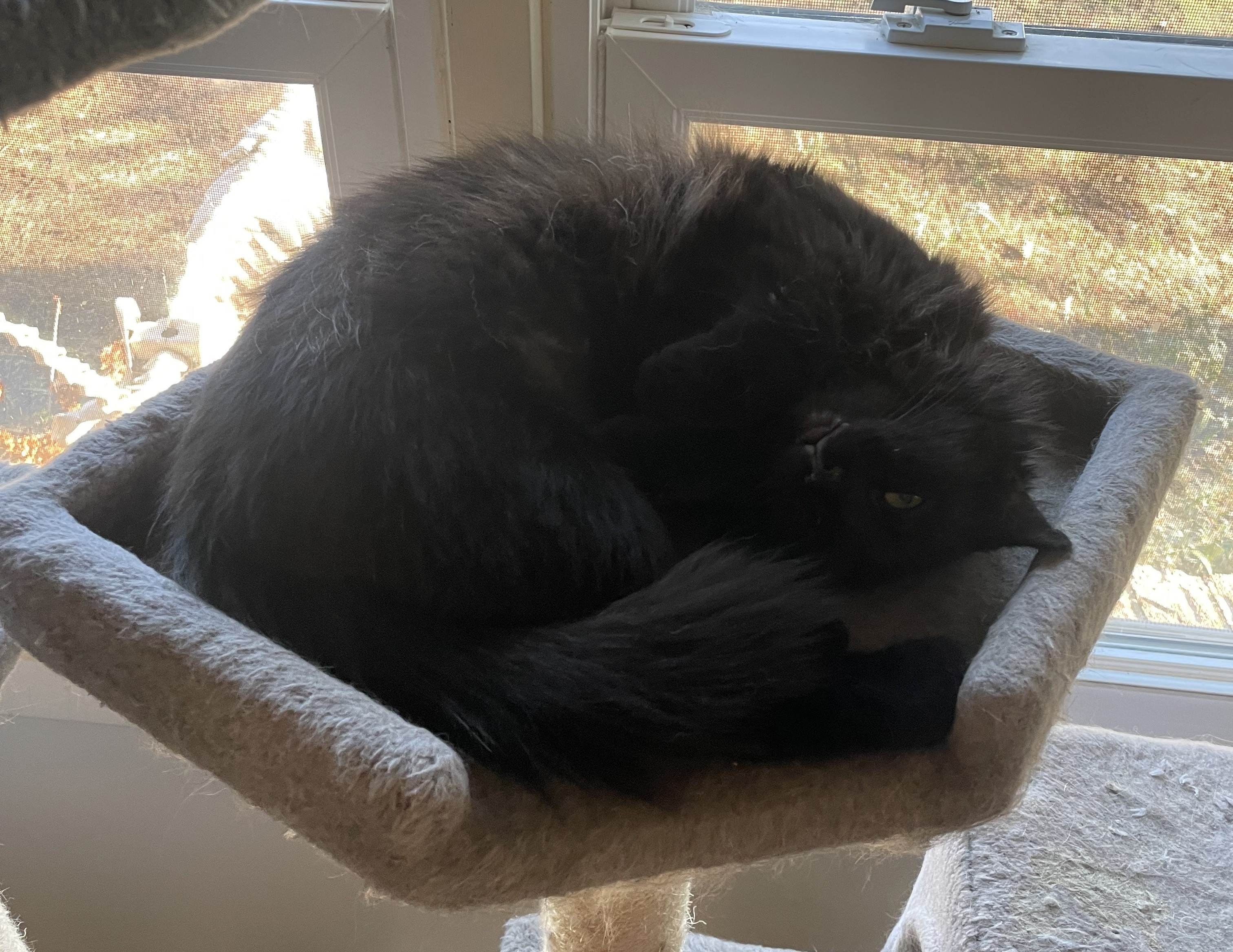 Enlarge Stella, a Adopted Domestic Medium Hair in Northumberland, PA image 3/5