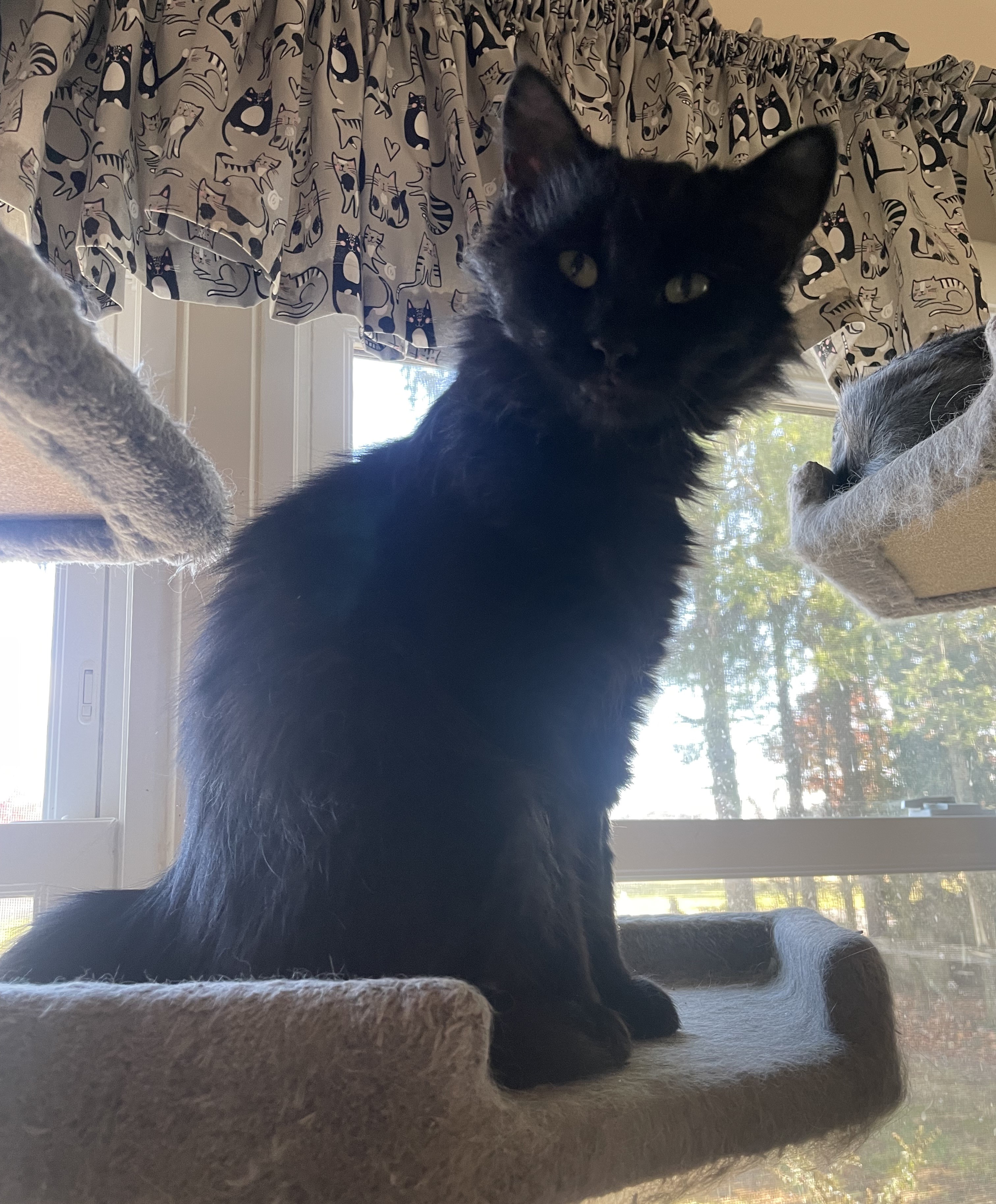 Enlarge Stella, a Adopted Domestic Medium Hair in Northumberland, PA image 2/5