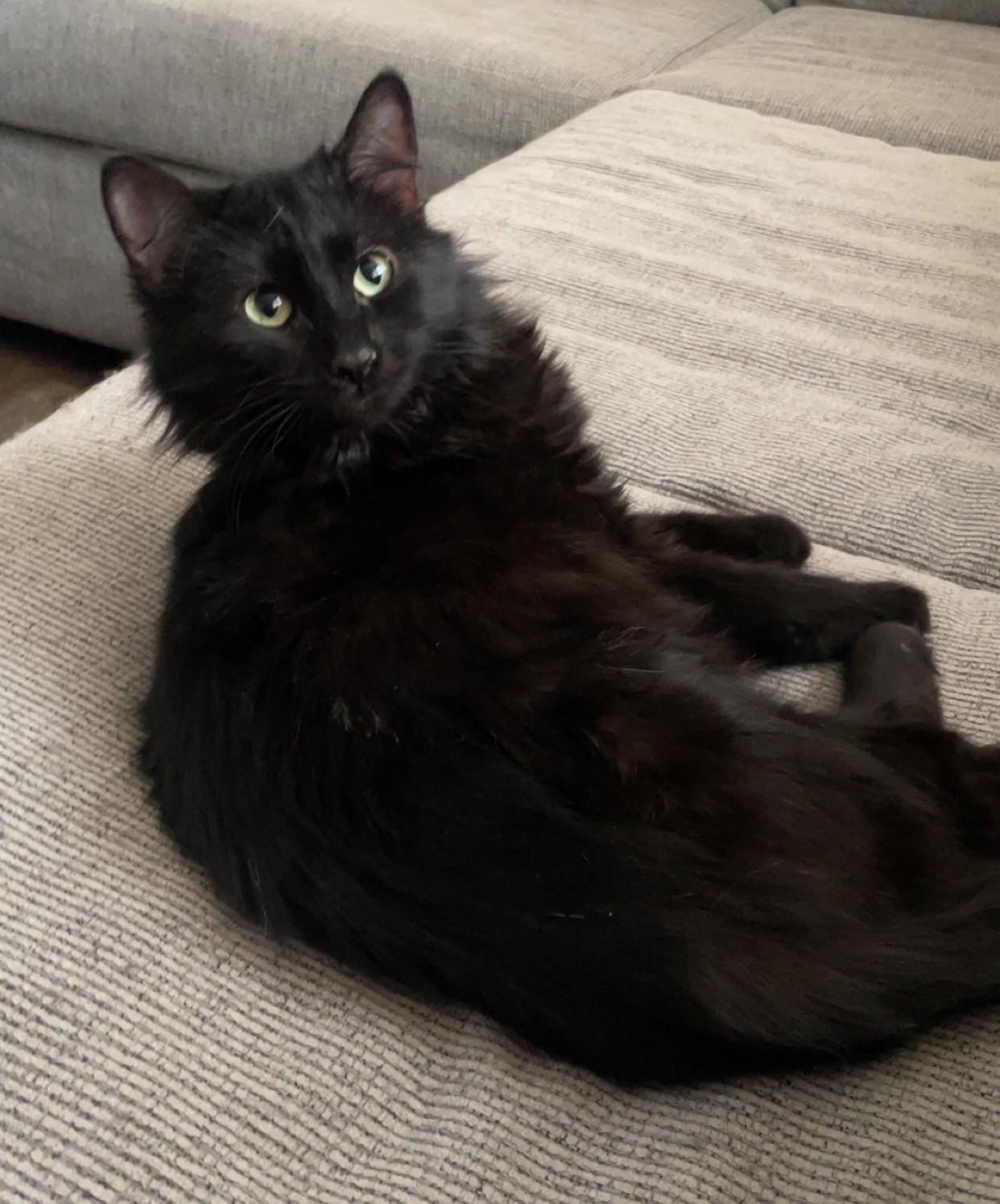 Stella, Adopted, Adult Female Domestic Medium Hair.
