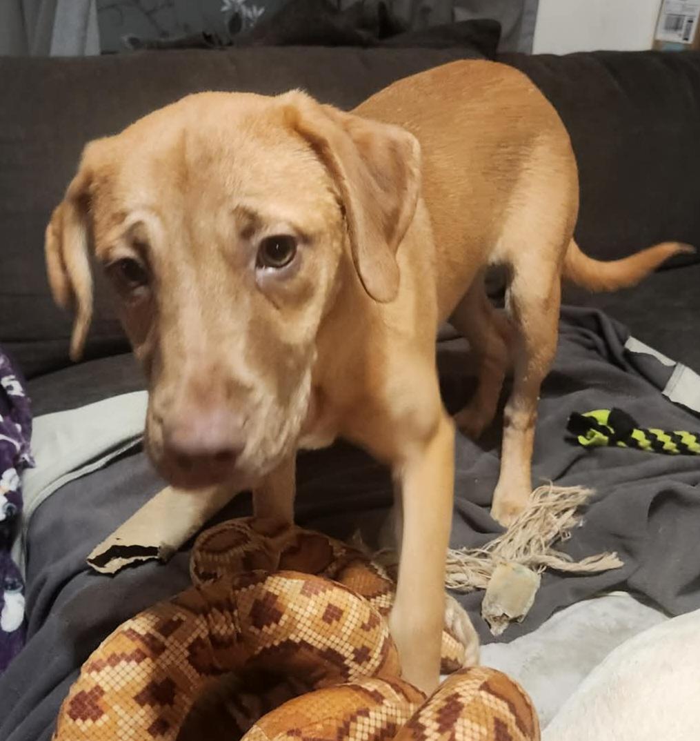 Enlarge Carina, an adopted mixed breed in Grand Rapids, MI image 1/1