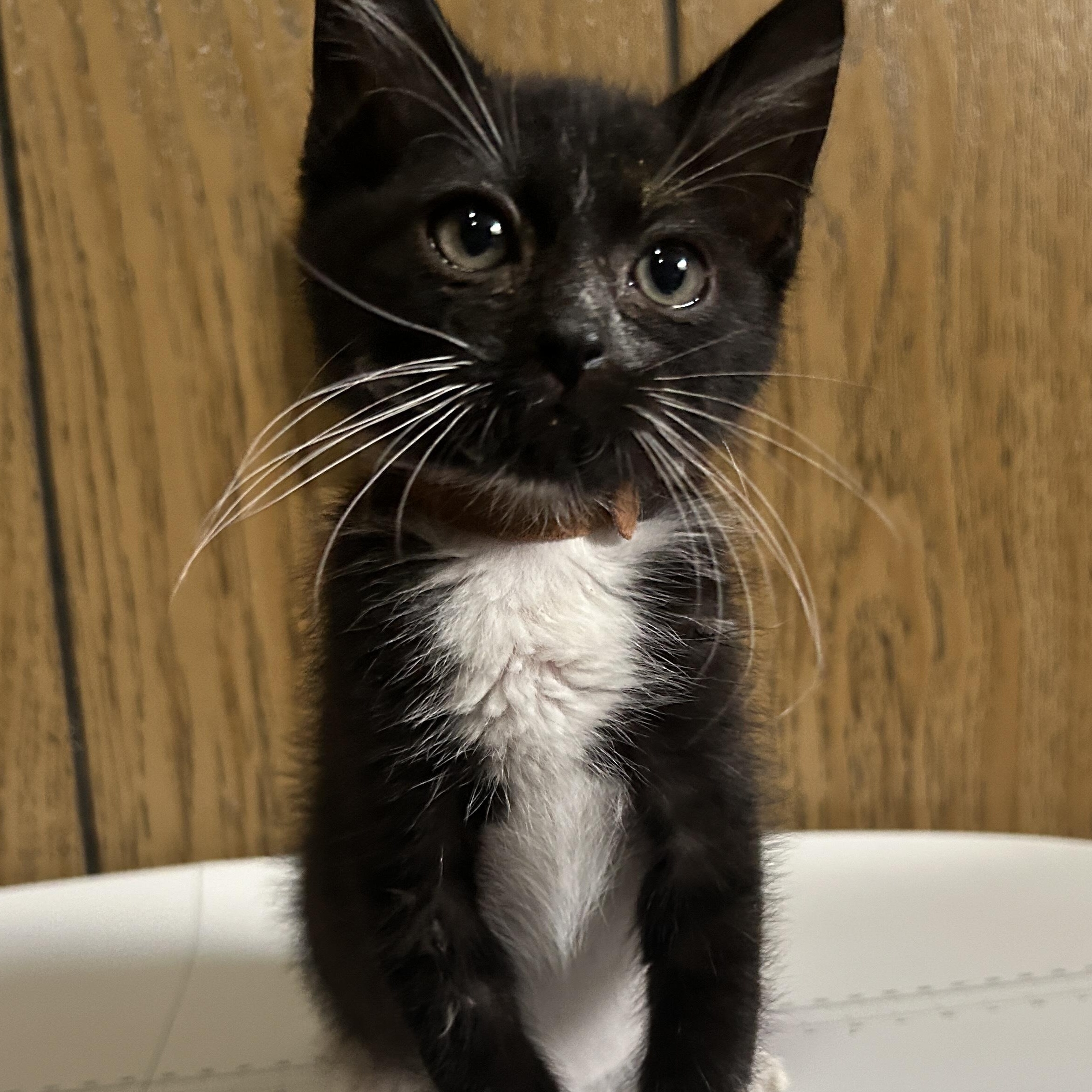 Junior Mint, a ADOPTABLE Tuxedo in Pasco, WA image 2/3