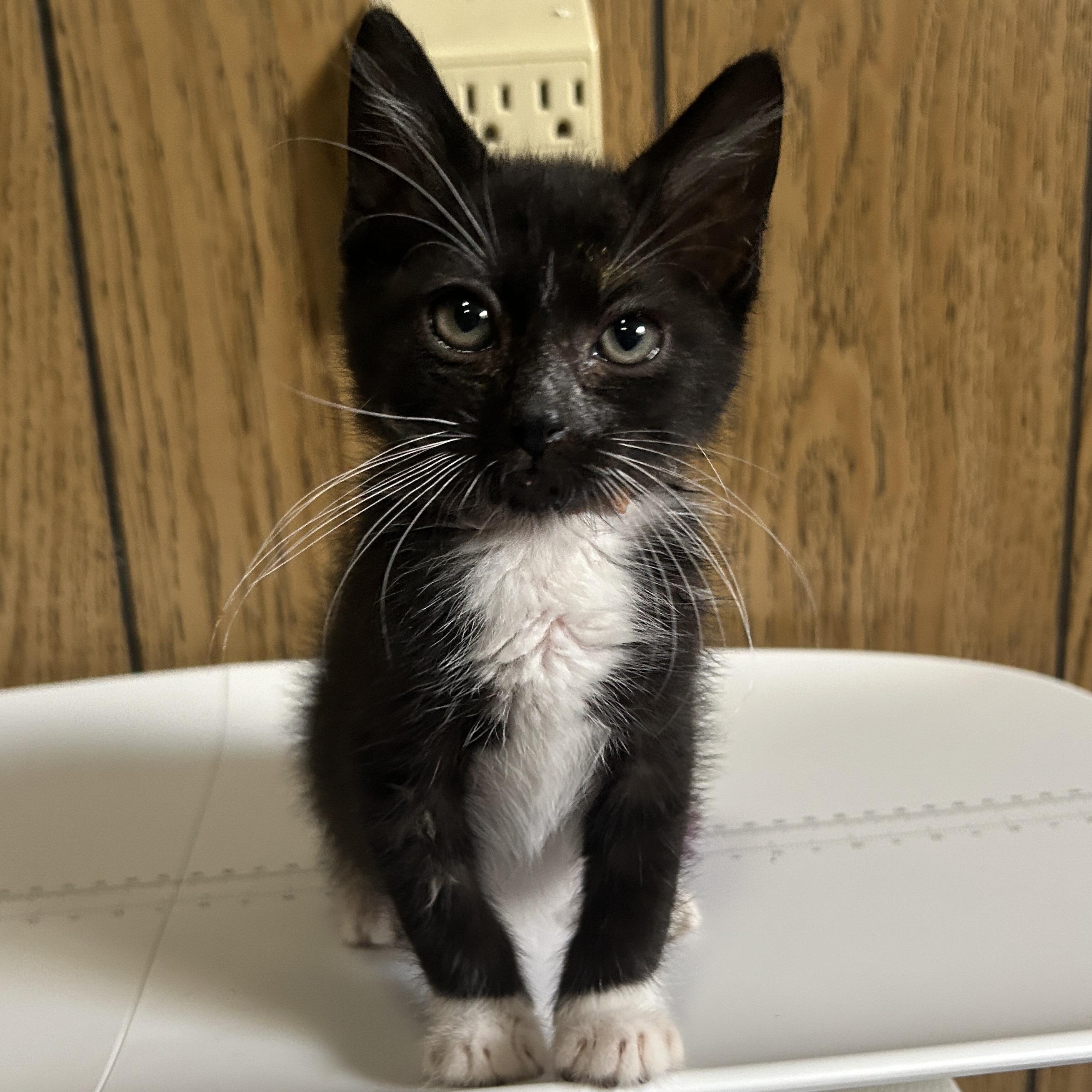 Junior Mint, ADOPTABLE, Kitten Male Tuxedo.
