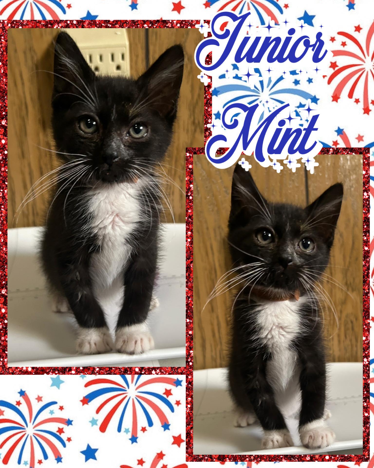 Junior Mint, a ADOPTABLE Tuxedo in Pasco, WA image 3/3